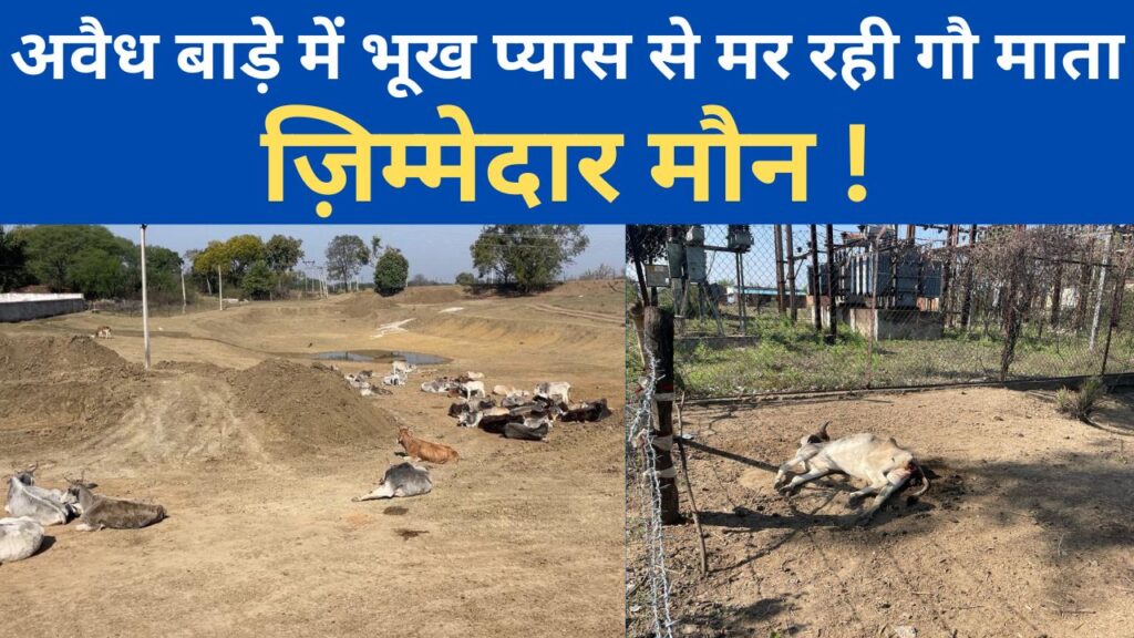 Rewa Latest News : अवैध बाड़े में भूख प्यास से मर रही गौ माता,ज़िम्मेदार मौन !