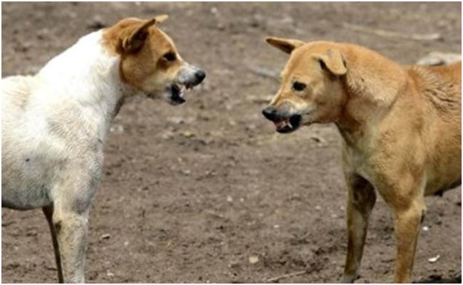 म.प्र. न्यूज़ : 2 साल की बच्ची को खींच ले गए आवारा कुत्ते , नोच-नोच कर मार डाला