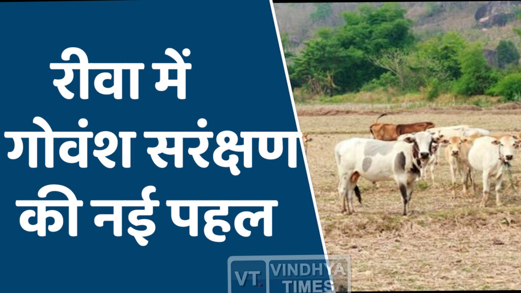 Rewa News : रीवा में बेसहारा गोवंश के लिए ‘मऊगंज मॉडल’ की नई पहल