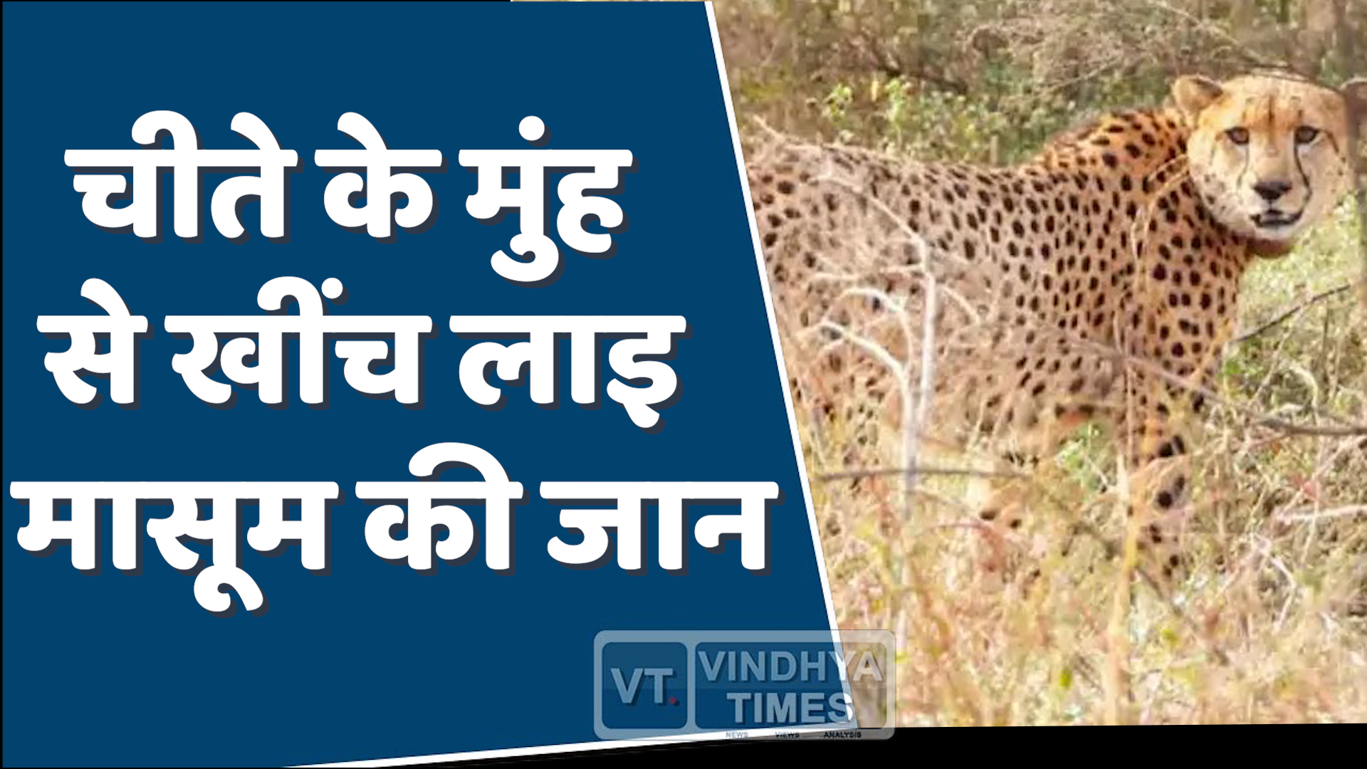 MP News : चंबल, 9 साल के मासूम पर चीते का हमला, मां ने बचाई जान