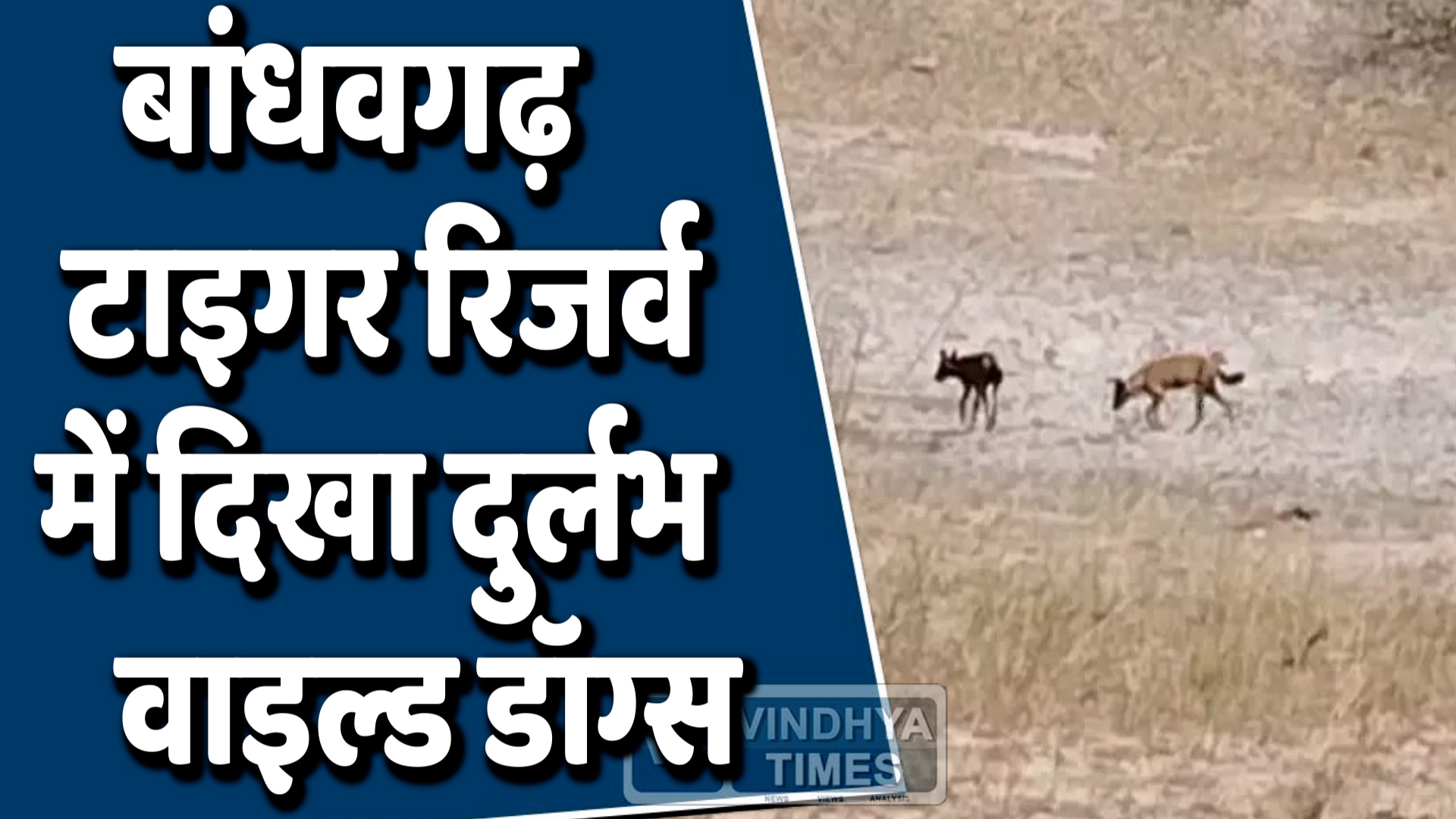 Umariya News : बांधवगढ़ टाइगर रिजर्व में दिखा दुर्लभ वाइल्ड डॉग्स