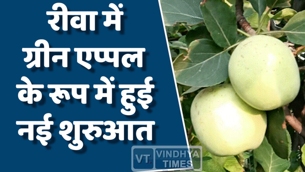 Rewa News : रीवा के किसान ने किया कमाल,रीवा में भी उग रहा ग्रीन एप्पल