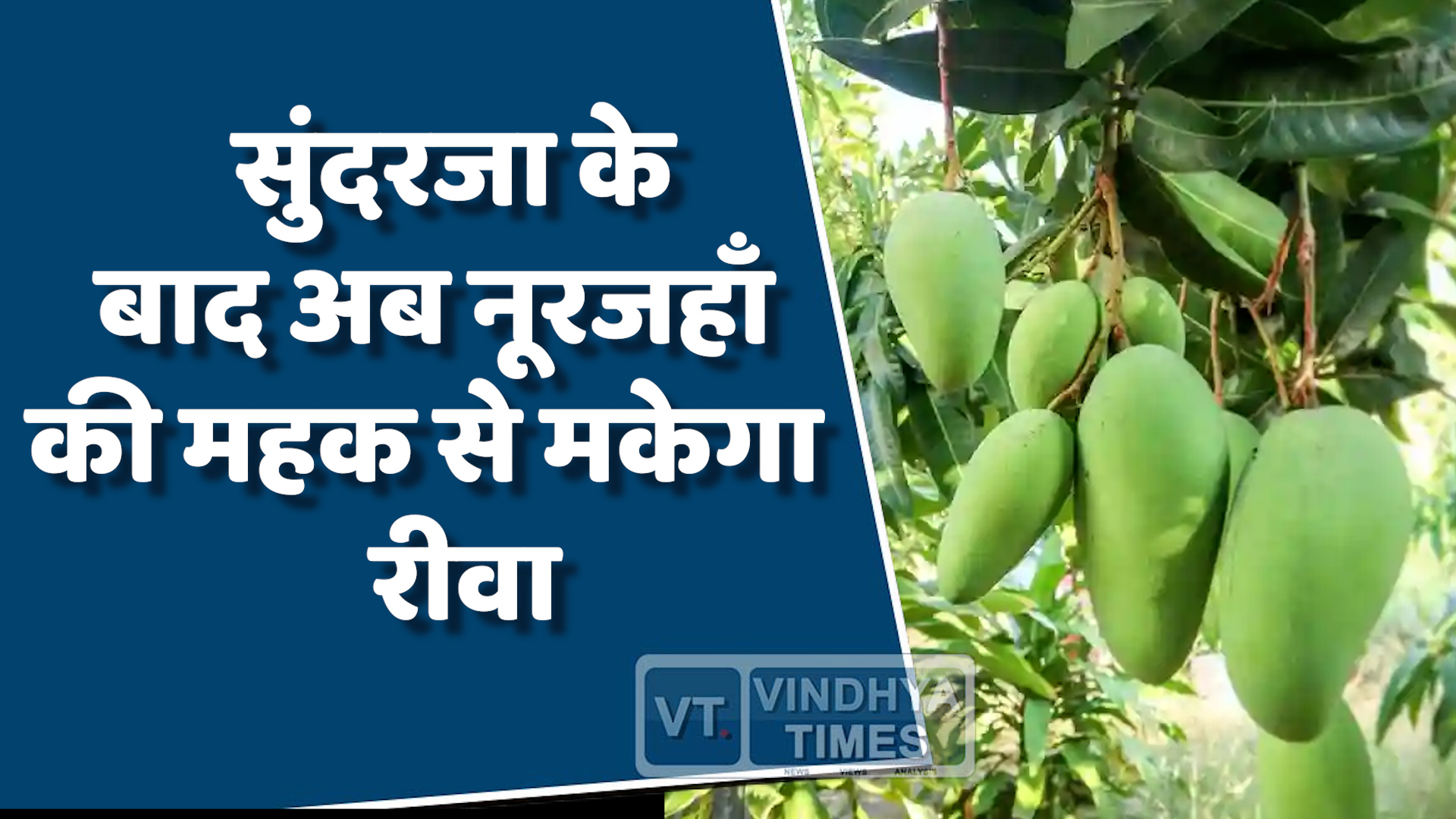 Rewa News : सुंदरजा के बाद अब रीवा की पहचान बनेगा नूरजहां आम