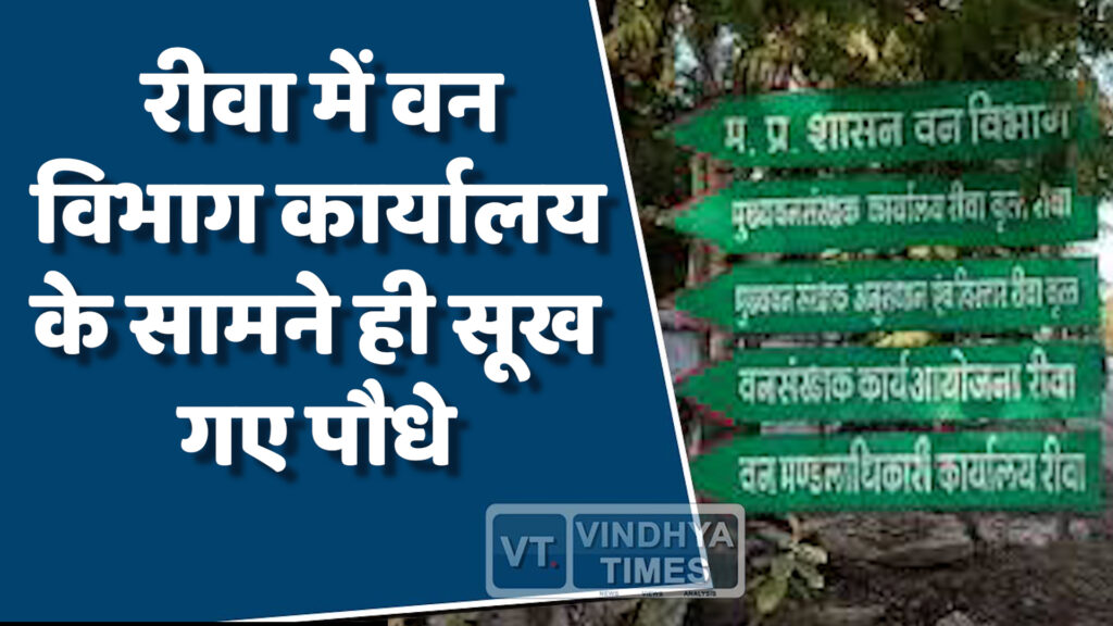 Rewa News : वन विभाग कार्यालय के सामने ही सूख गए पौधे, फिर भी नए लक्ष्य तय