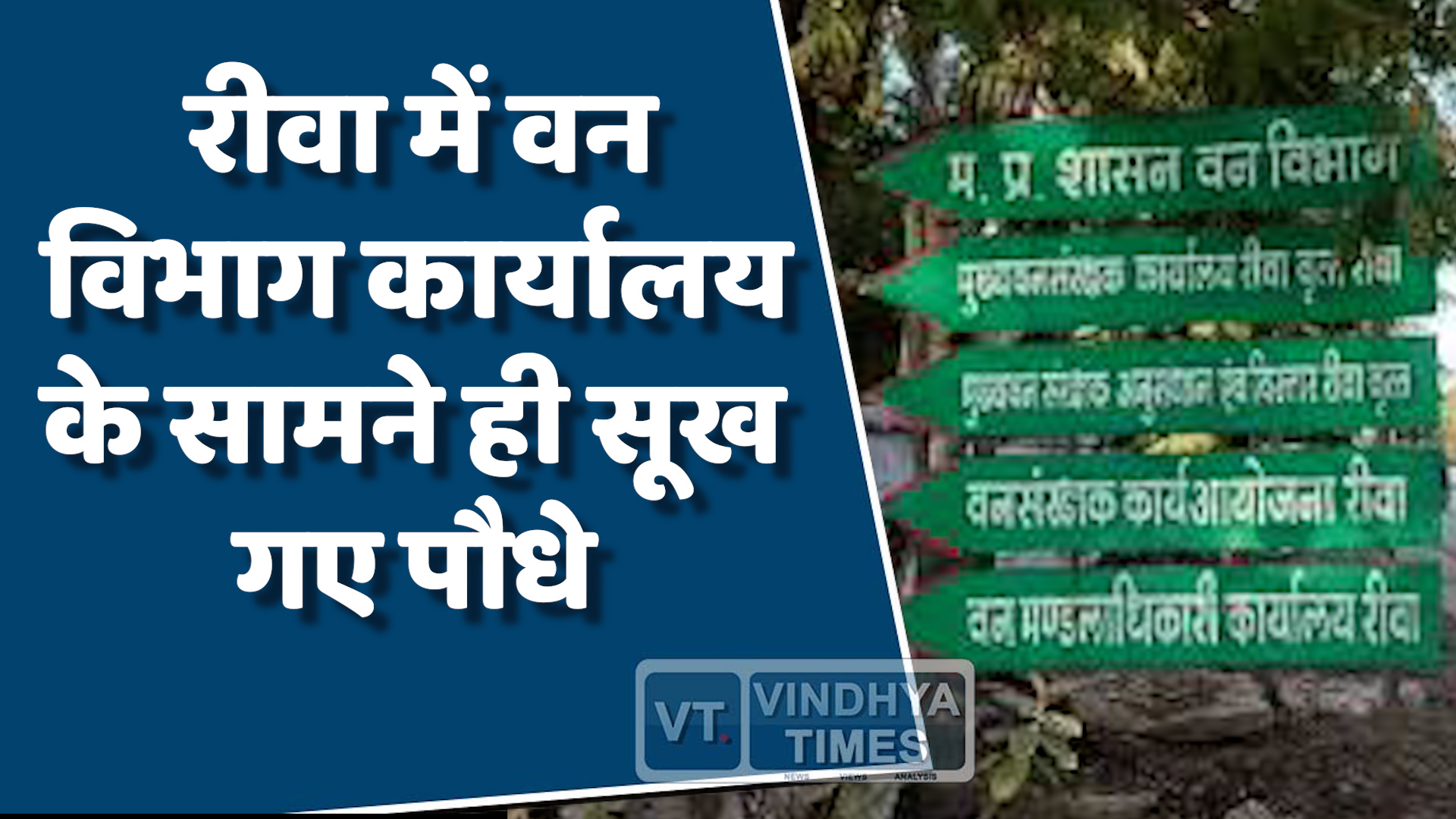 Rewa News : वन विभाग कार्यालय के सामने ही सूख गए पौधे, फिर भी नए लक्ष्य तय
