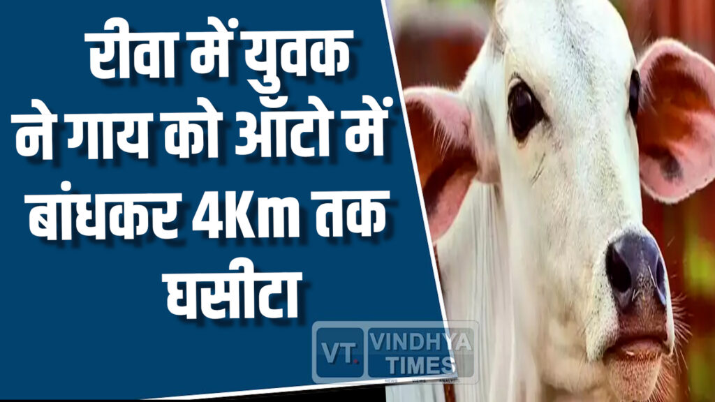 Rewa News : गाय पर क्रूरता, बाइक सवार युवकों ने बचाई जान, वीडियो वायरल