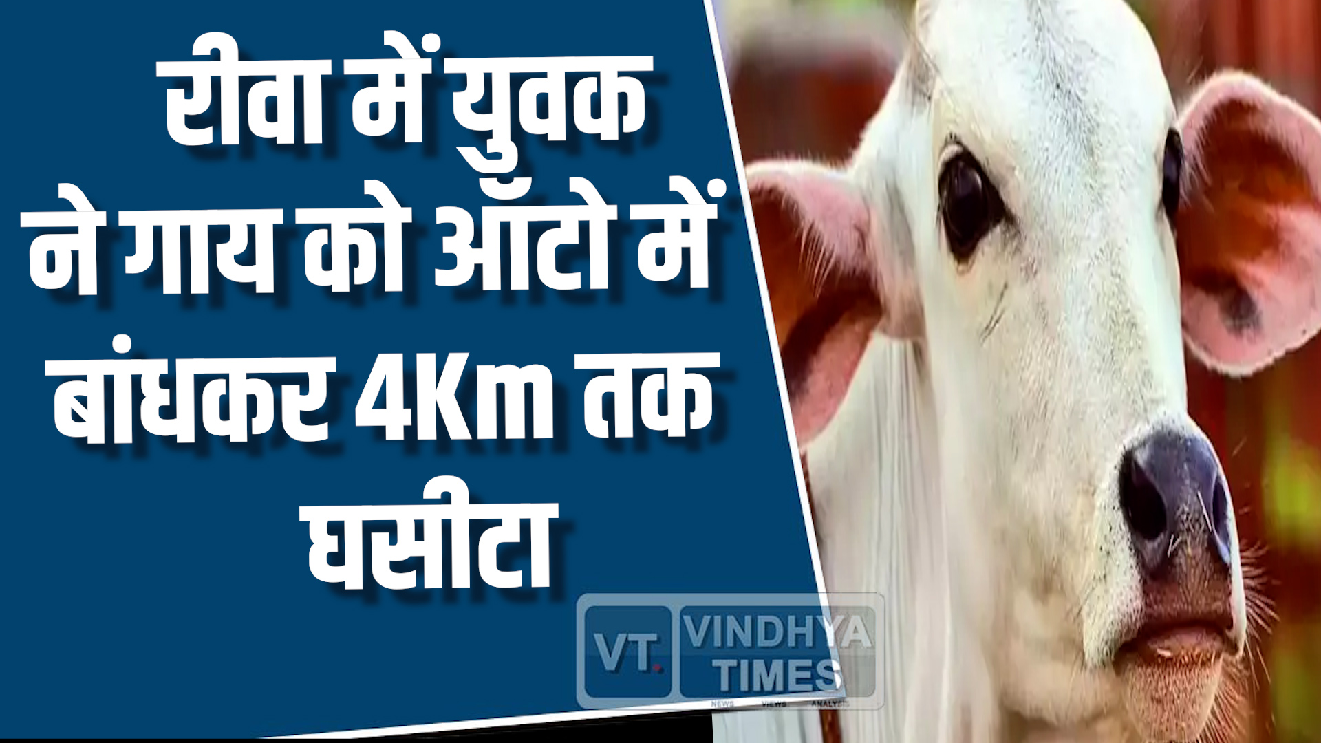 Rewa News : गाय पर क्रूरता, बाइक सवार युवकों ने बचाई जान, वीडियो वायरल