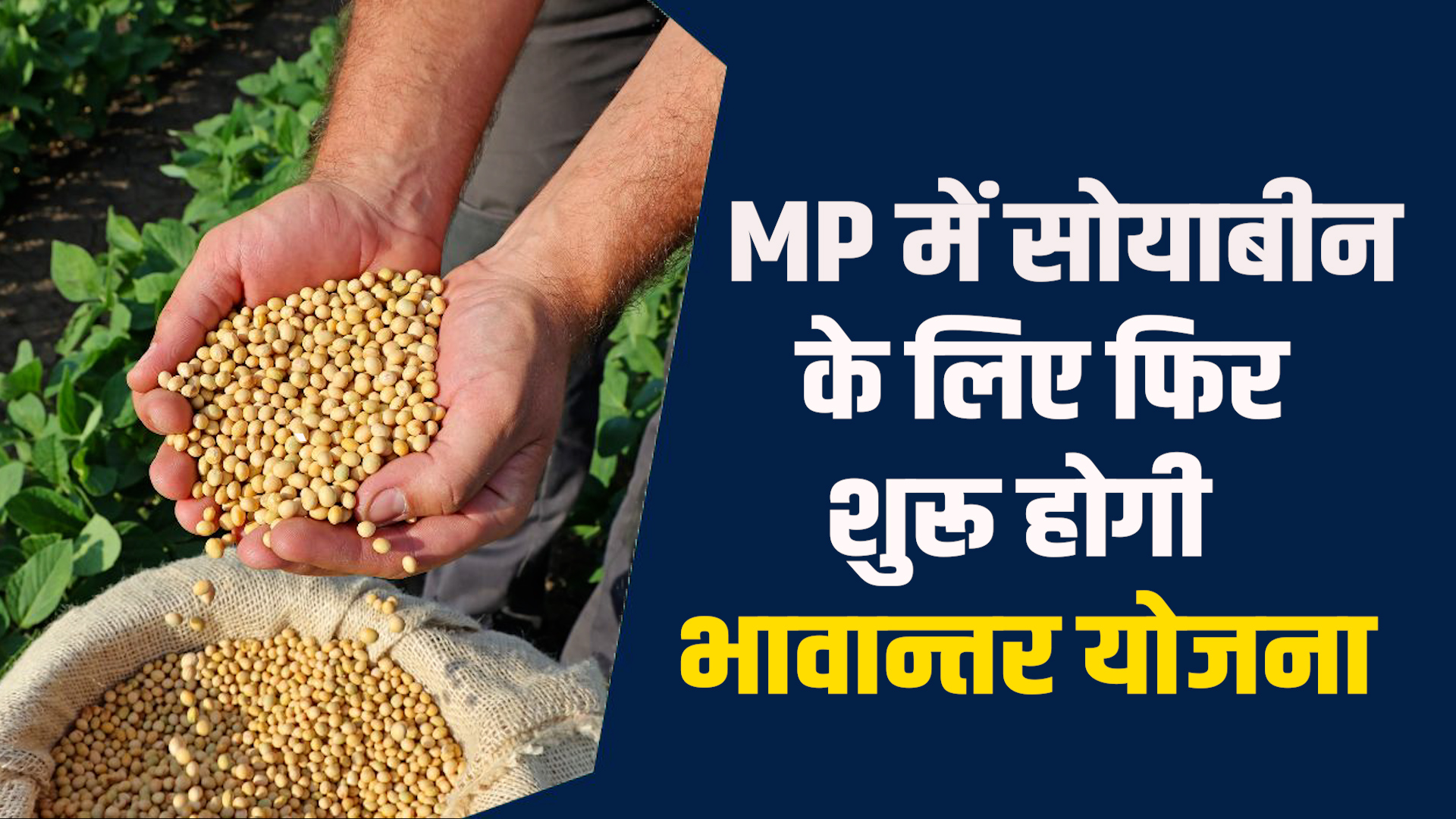 MP News: MPमें फिर होगा भावान्तर योजना, सोयाबीन पर घाटा नही
