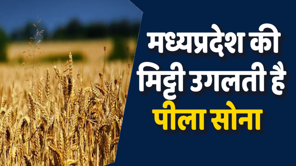 MP News: MP में उगता है पीला सोना, शरबती गेहूं की खासियत