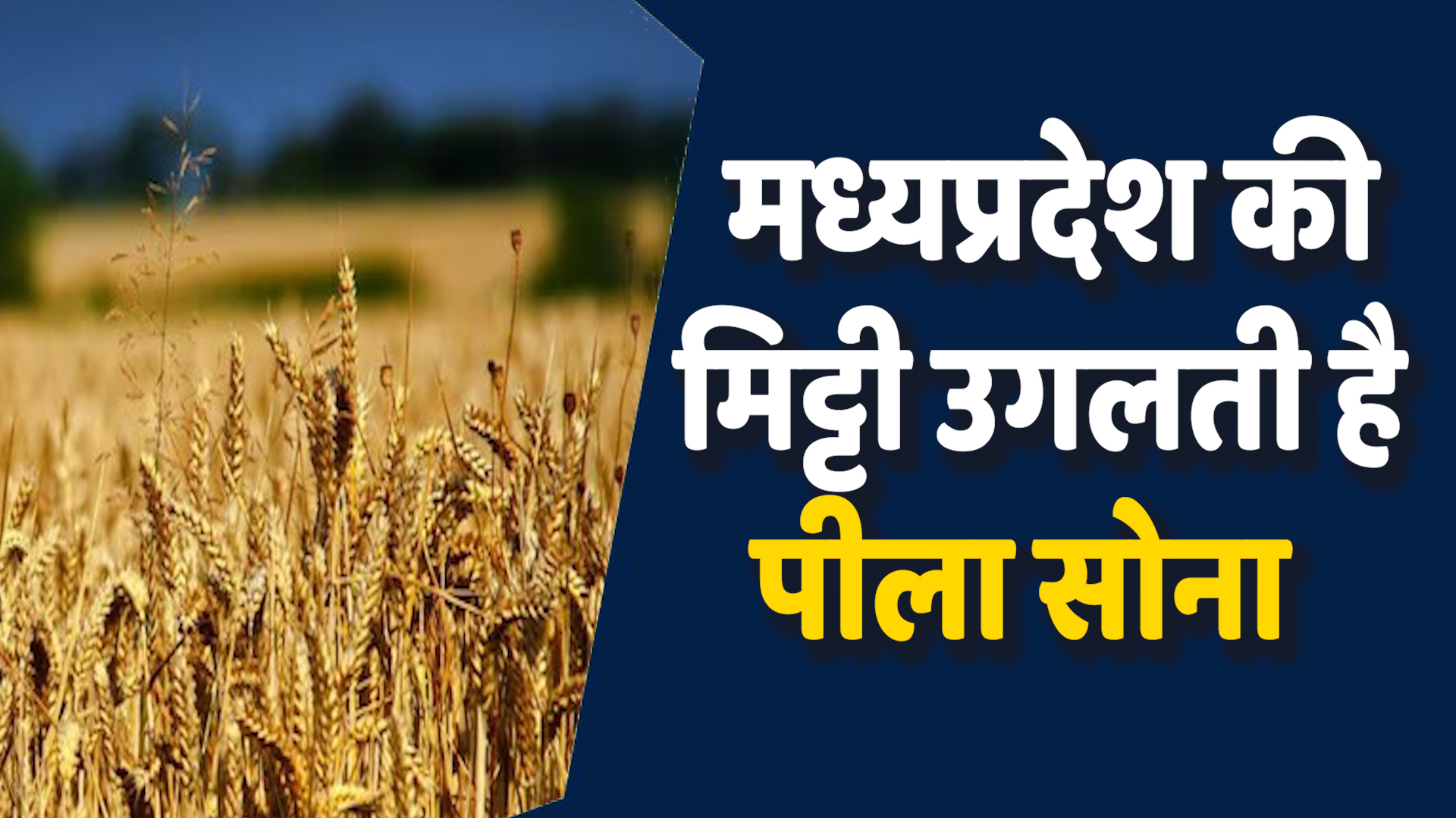 MP News: MP में उगता है पीला सोना, शरबती गेहूं की खासियत