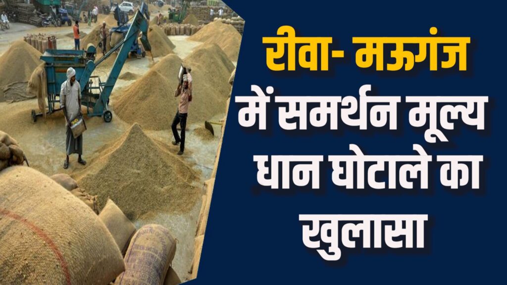 Rewa News: रीवा में धान खरीदी घोटाले से किसानों को नुकसान