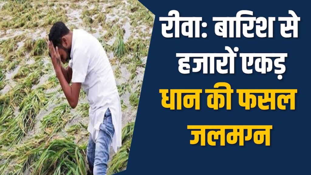 Rewa News: रीवा में बारिश का कहर, किसानों की मेहनत पर पानी फिरा
