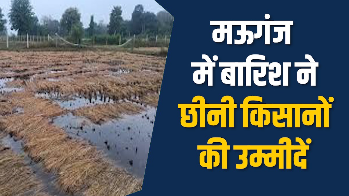 Mauganj News: मऊगंज में बारिश से तबाही, खेत में रो पड़ा किसान