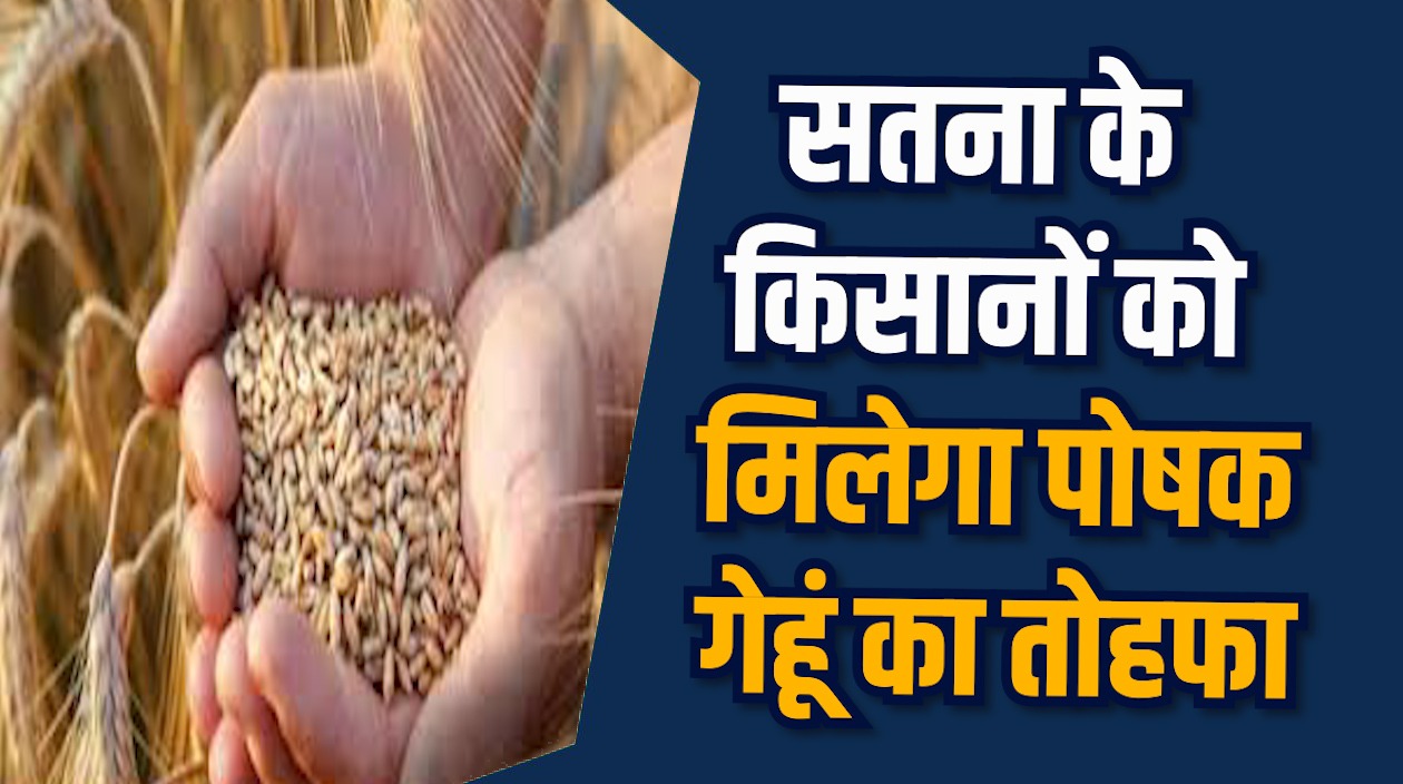 Satna News: सतना के किसानों के लिए खुशखबरी, अब मिलेगा पोषक गेहूं का बीज