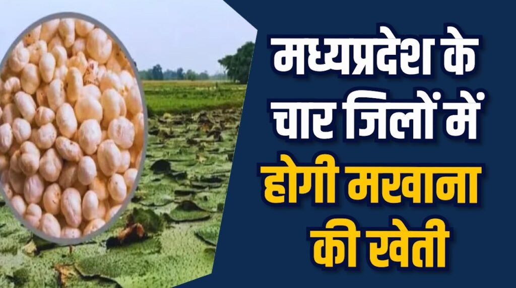 MP News: बिहार की तर्ज पर MP में शुरू होगी मखाना खेती