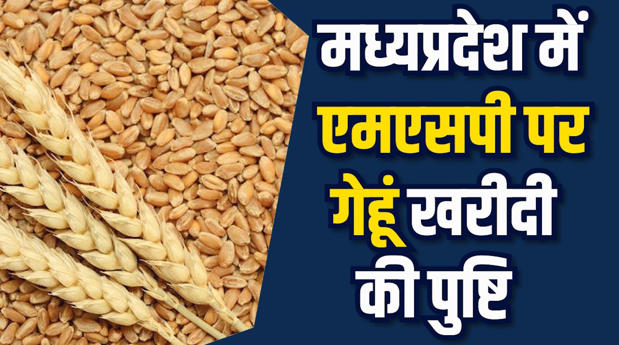 MP News: CM मोहन की बड़ी घोषणा, इस साल भी 2600 रु. प्रति क्विंटल पर होगी गेहूं खरीदी