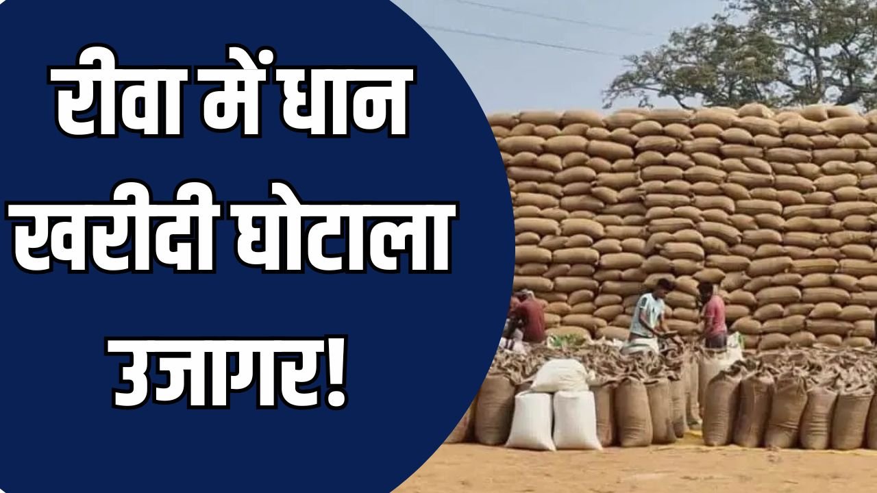 Rewa News: रीवा में धान खरीदी में बड़ी गड़बड़ी, 40 की जगह किसानों से तौल रहे 43 किलो धान