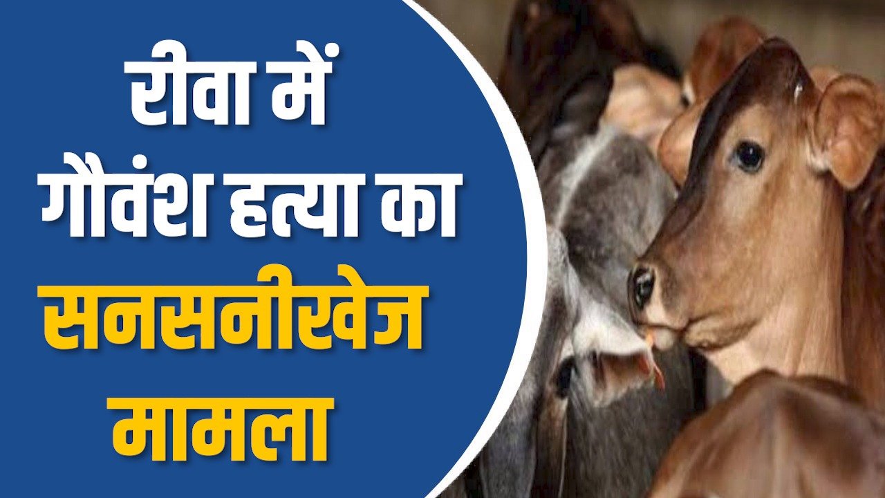 Rewa News: रीवा में गौवंश हत्या , पुलिस ने उठाया सख्त कदम