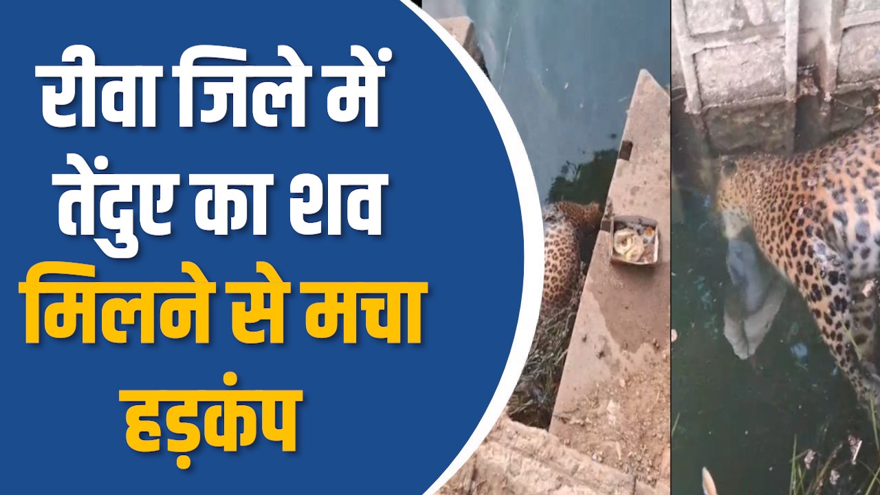 Rewa News: रीवा में तालाब से मिला तेंदुए का शव, चोट के निशान मिलने से जांच तेज