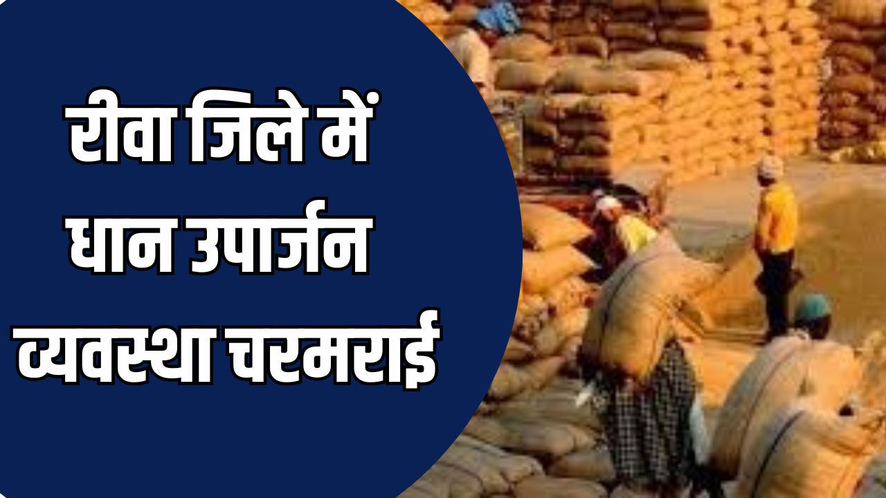Rewa News: रीवा में बारदाने की कमी से धान खरीदी ठप, प्रशासन पर उठे सवाल