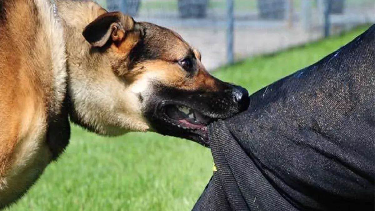 Satna News: सतना जिले में डॉग बाइट से लोगों में दहशत, स्वास्थ्य विभाग ने जारी किया अलर्ट