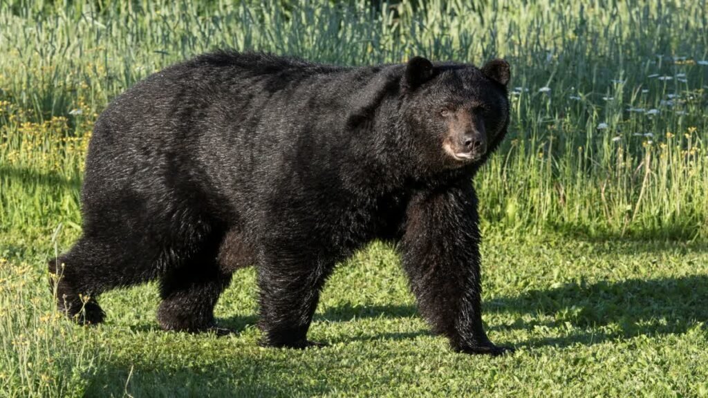 Shahdol News: शहडोल में भालू बना चिप्स–कुरकुरे का चोर, गांव में फैला दहशत