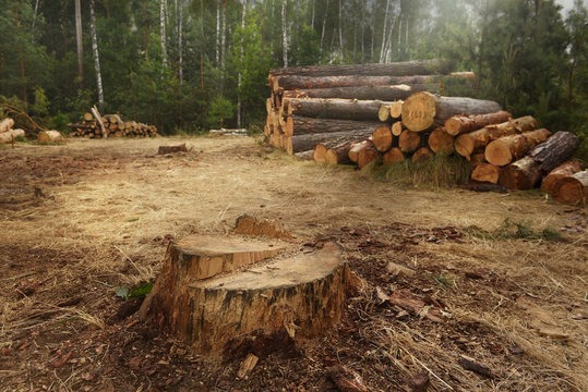 MP News: MP के 8 शहरों में प्रदूषण और विकास के नाम पर 15 लाख पेड़ों पर खतरा