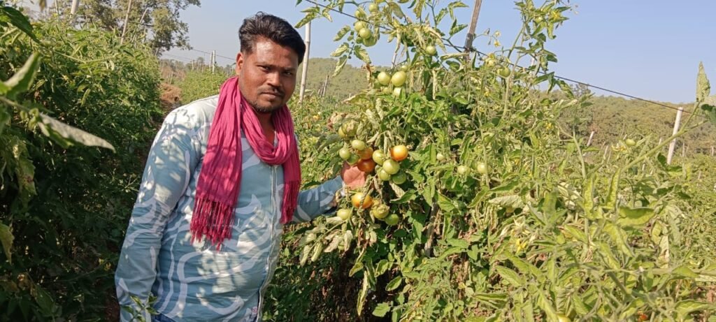 CG News: धान छोड़ टमाटर की खेती से राजनांदगांव किसान बने आर्थिक रूप से सशक्त