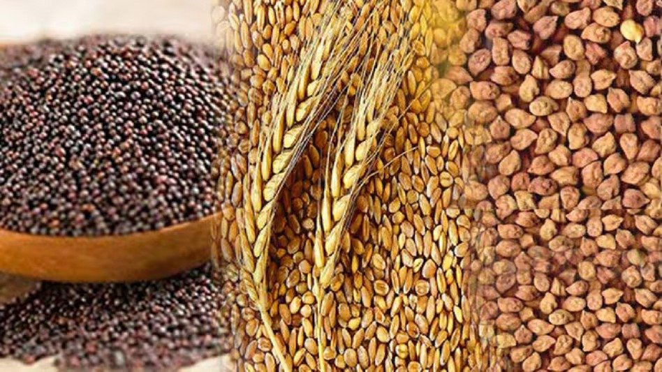 CG News: रबी वर्ष 2025-26 के बीज उत्पादन कार्यक्रम में पंजीयन अवधि बढ़ाई, किसानों को मिली राहत