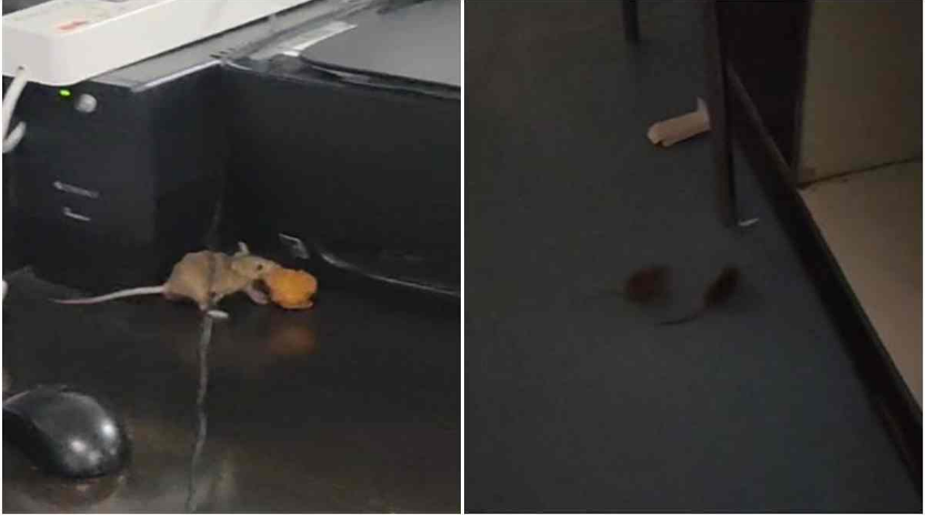 MP News: सतना SNCCU में चूहों का वीडियो वायरल, नवजातों की सुरक्षा पर सवाल