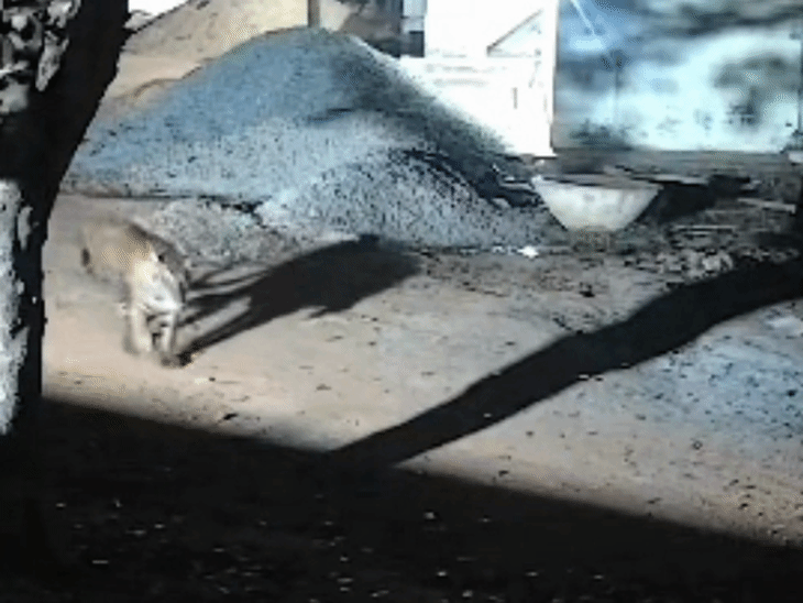 Satna News: सतना में आश्रम के पास दिखा टाइगर, CCTV में कैद चहलकदमी