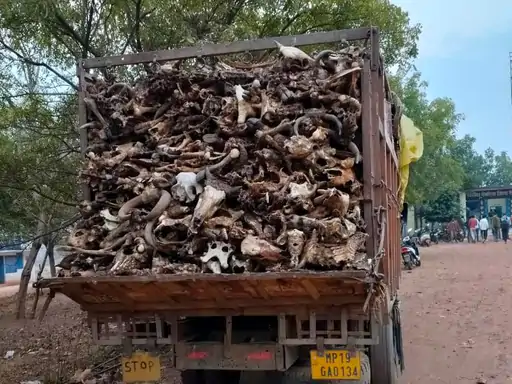 Rewa News: रीवा में हड्डियों से भरा ट्रक पकड़ा, पुलिस ने शुरू की जांच