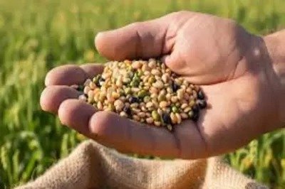 CG News: रायपुर में ऑयल पाम खेती की शुरुआत, किसानों के लिए स्थायी आय का नया स्रोत