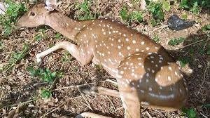 Satna News: सतना में सड़क किनारे तड़पता मिला हिरण का बच्चा, वन विभाग ने किया रेस्क्यू