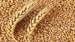 MP News: एमपी सरकार ने शुरू किया गेहूं पंजीयन, MSP पर उठे सवाल