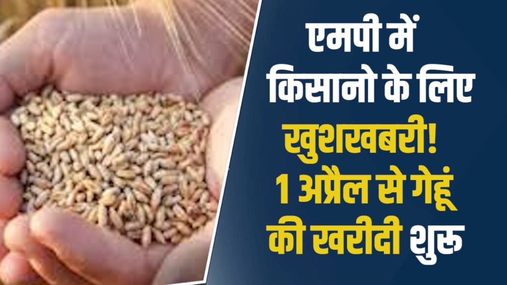 MP News: मध्यप्रदेश में गेहूं खरीदी का ऐलान, MSP के साथ बोनस से किसानों को बढ़ा लाभ