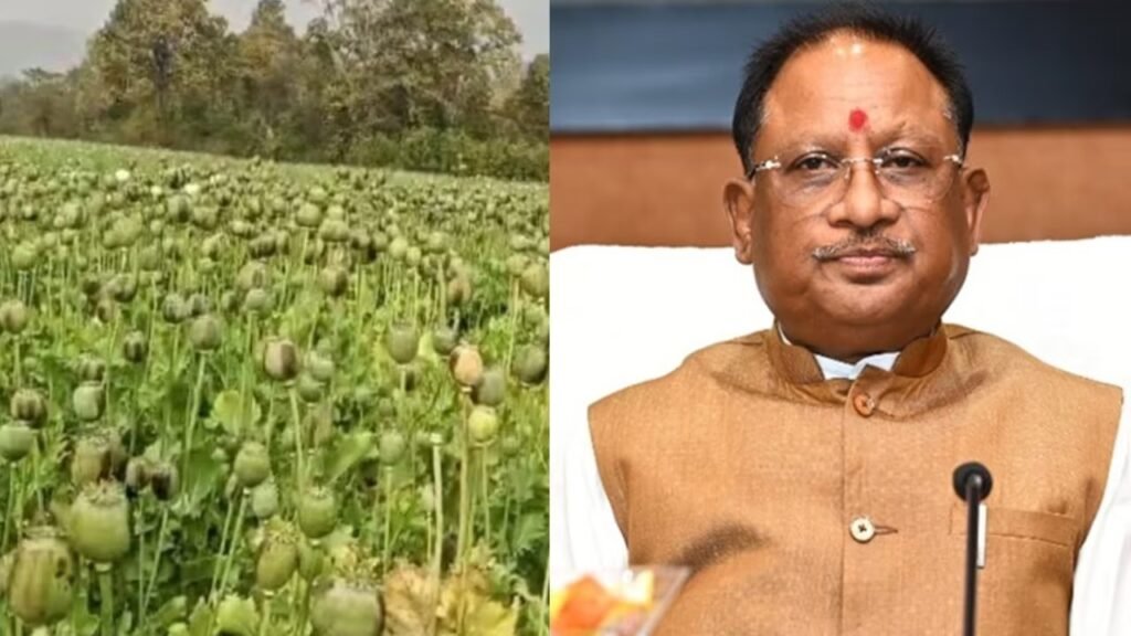 CG News: छत्तीसगढ़ में अवैध अफीम खेती पर सख्ती, मुख्यमंत्री विष्णु देव साय ने मांगी 15 दिन में रिपोर्ट