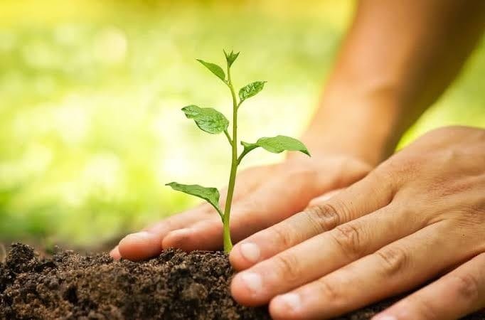 Jashpur News: विश्व वानिकी दिवस पर जशपुर वन मंडल में कार्यक्रम, वन संरक्षण का दिया गया संदेश