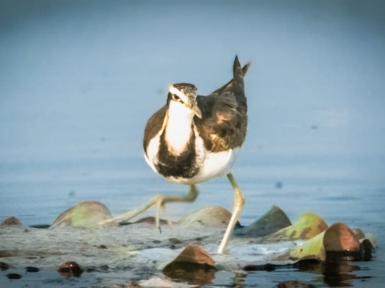 CG News: बलौदाबाजार में ‘युवान’ पहल: छुइहा बांध में पक्षी दर्शन, 45 प्रजातियों की पहचान