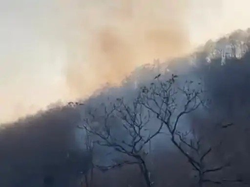 Sidhi News: सीधी की छुहिया घाटी में भीषण आग, 10 हेक्टेयर से अधिक जंगल खाक हाथियों के झुंड की सुरक्षा बड़ी चुनौती