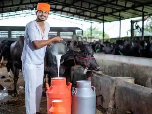 MP News: मध्यप्रदेश में दूध कारोबार के लिए लाइसेंस अनिवार्य, मिलावट रोकने के लिए सख्ती