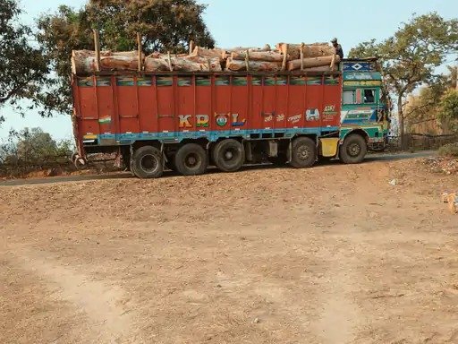 Sidhi News: सीधी में 20 साल पुराने पेड़ों की अवैध कटाई, तस्करों ने ‘जवाहर बाग’ के 13 यूकेलिप्टस किए साफ