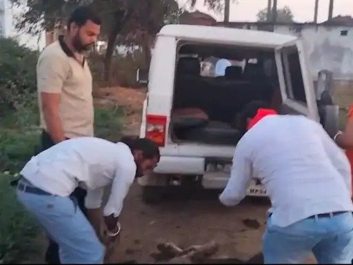 Sidhi News: सीधी में 10 गायों की भूख और प्यास से मौत, प्रशासन पर नाराजगी