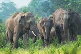 Sidhi News: सीधी में हाथियों का आतंक, 12 के झुंड ने खेतों में मचाया उत्पात