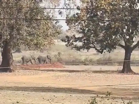 Mauganj News: बांधवगढ़ से भटके हाथी 14 दिन बाद मऊगंज लौटे, फसलें क्षतिग्रस्त