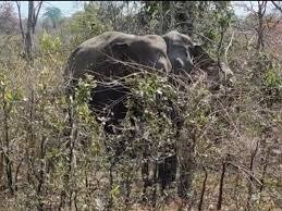 MP News: अनूपपुर में 91 दिन बाद हाथियों का बदला रास्ता, अब शहडोल में डाला डेरा