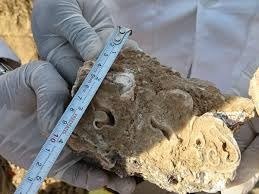 Sidhi News: सीधी में प्राचीन हाथी पूर्वजों के जीवाश्म मिले, वैज्ञानिकों ने बड़ी खोज का संकेत दिया