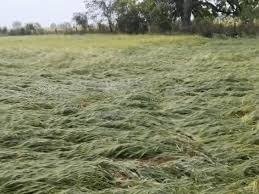 Rewa News: रीवा में आंधी-बारिश का कहर: गेहूं की फसल बर्बाद, किसान चिंतित