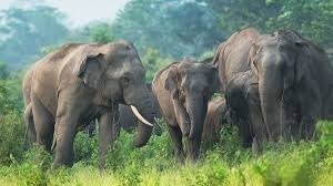 Sidhi News: सीधी में हाथियों के प्रवेश से 13 गांवों में बिजली बंद, ग्रामीणों को सतर्क रहने की अपील