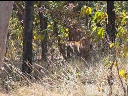 Sidhi News: सीधी के संजय टाइगर रिजर्व में नर बाघ T-67 ने शावक का शिकार  